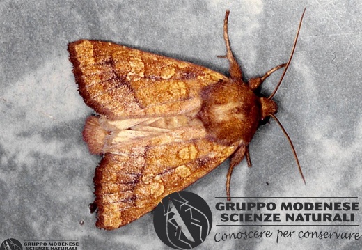 Gortyna flavago 