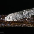 Indet. sp. 