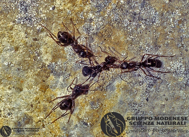 ordine: Hymenoptera
famiglia: Formicidae
nome scientifico: Formica fusca
data e località: Corno alle Scale Park, Bologna Province, Emilia Romagna, Italy
commento: CBRIZ0720.jpg
