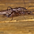 Indet. sp. 