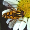 Helophilus pendulus 