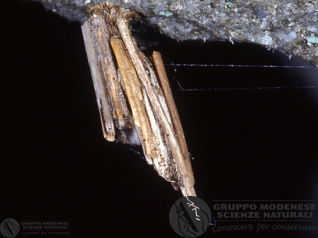 ordine: Lepidoptera
famiglia: Psychidae
nome scientifico: Indet. sp.
data e località: Corno alle Scale Park, Bologna Province, Emilia Romagna, Italy
commento: CBRIZ0737.jpg