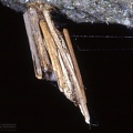 Indet. sp. 