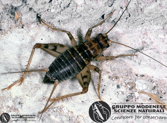 ordine: Orthoptera
famiglia: Gryllidae
nome scientifico: Gryllomorpha dalmatina
data e località: Lercara Friddi, Palermo Province, Sicily, Italy
commento: CBRIZ0738.jpg