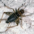 Gryllomorpha dalmatina 