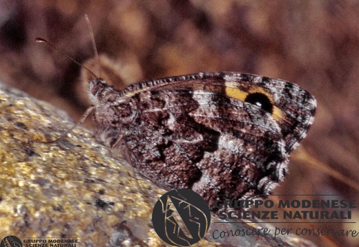 Hipparchia aristaeus 