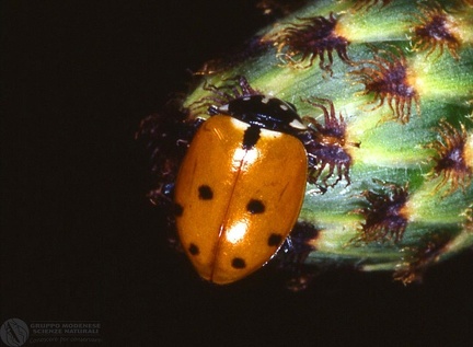 Hippodamia variegata  -- 

ordine: Coleoptera

famiglia: Coccinellidae

nome scientifico: Hippodamia variegata 

data e località: Corno alle Scale Park, Bologna Province, Emilia Romagna, Italy

commento: 