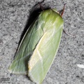 Pseudoips prasinana (Nolidae Chloephorinae)
