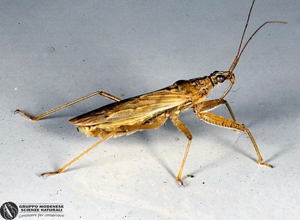 Kalmanius flavomarginatus  -- 

ordine: Heteroptera

famiglia: Nabidae

nome scientifico: Kalmanius flavomarginatus 

data e località: Castello di Argile, Bologna Province, Emilia Romagna, Italy

commento: 