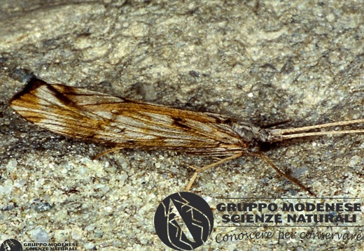 Limnephilus lunatus 
