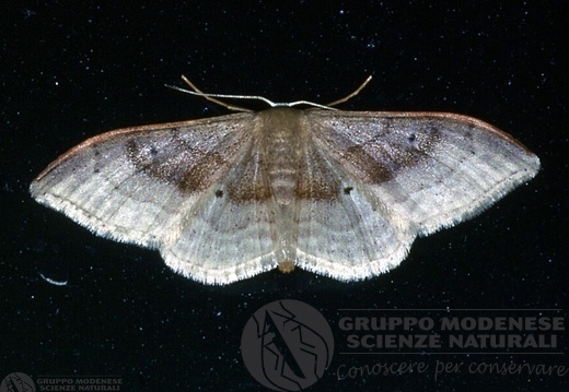 Idaea degeneraria 