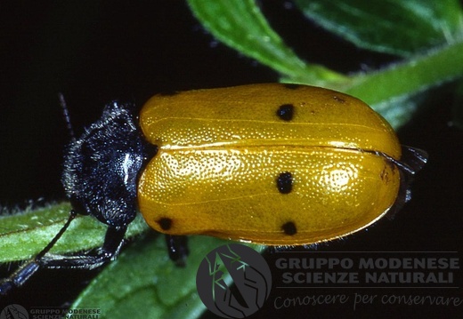Lachnaia 6-punctata 