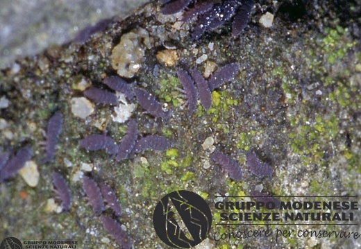 Hypogastrura sp. 