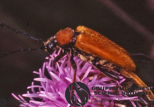 Leptura rubra