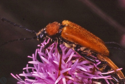 Leptura rubra -- 

ordine: Coleoptera

famiglia: Cerambycidae

nome scientifico: Leptura rubra

data e località: Undetermined location

commento: 