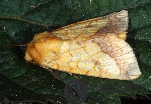 Pyrrhyia umbra
