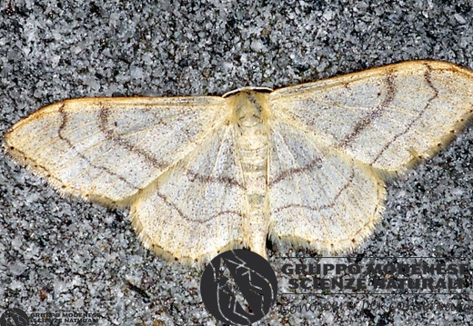 Idaea aversata 