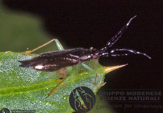 Heterotoma merioptera 