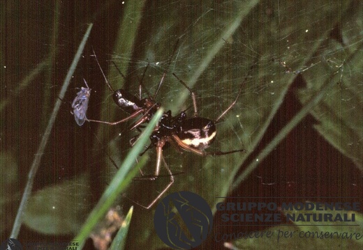 Linyphia hortensis 
