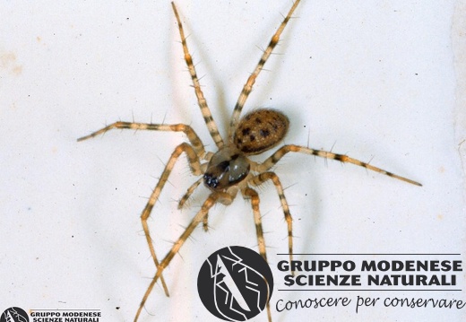 Labulla thoracica 