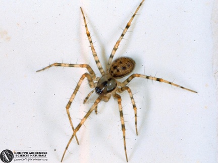 Labulla thoracica  -- 

ordine: Araneae

famiglia: Linyphiidae

nome scientifico: Labulla thoracica 

data e località: Corno alle Scale Park, Bologna Province, Emilia Romagna, Italy

commento: 