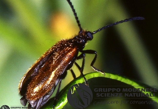 Lagria hirta 