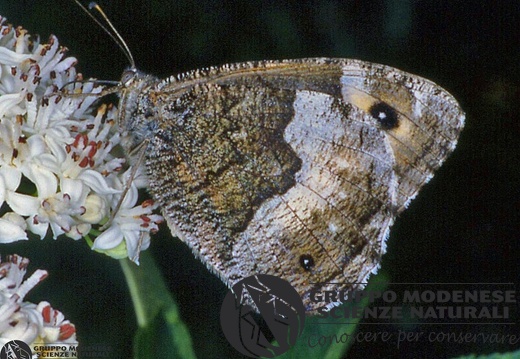 Hipparchia fagi 