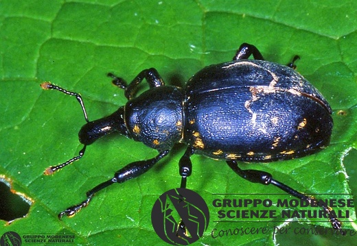 Liparus sp.