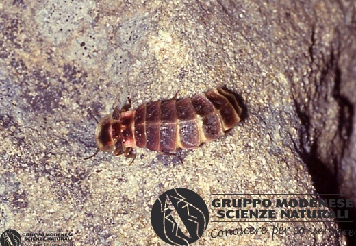 Lampyris noctiluca 