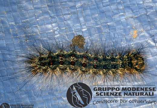 Lymantria dispar