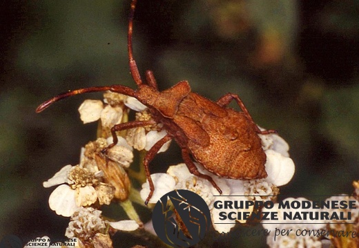 Indet. sp. 