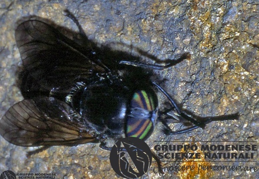 Hybomitra micans 