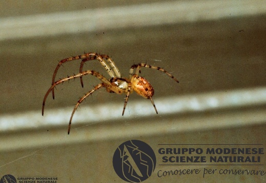 Leptyphantes tenuis 