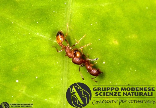 Iridomyrmex humilis 