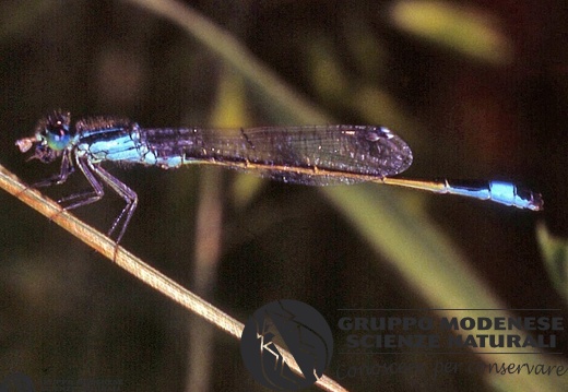 Ischnura elegans 