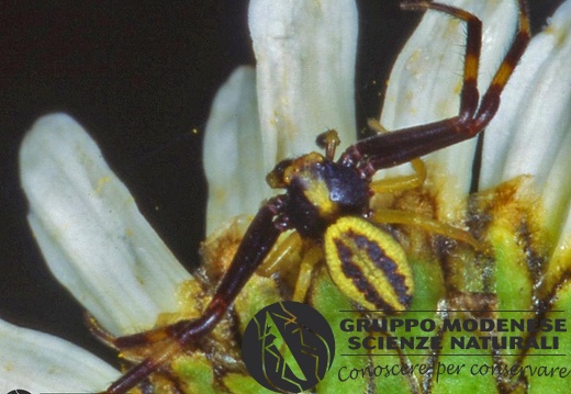 Misumena vatia  