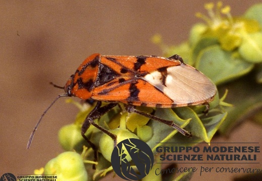 Lygaeus pandurus 