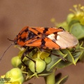 Lygaeus pandurus 