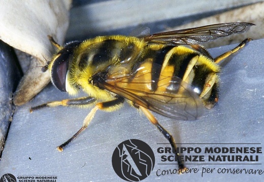 Myathropa florea 
