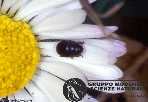 Meligethes aeneus 