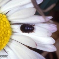 Meligethes aeneus 