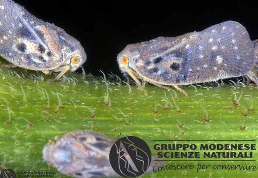 Metcalfa pruinosa 