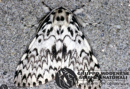 Lymantria monacha 