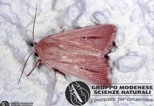 Mythimna sicula