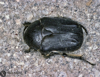 Netocia morio  -- 

ordine: Coleoptera

famiglia: Scarabaeidae

nome scientifico: Netocia morio 

data e località: Isola di Elba, Thyrrenian sea, Tuscany, Italy

commento: 