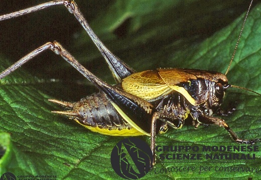 Pholidoptera aptera goidanichi 