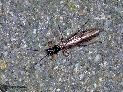 Dinocras sp.  -- 

ordine: Plecoptera

famiglia: Perlidae

nome scientifico: Dinocras sp. 

data e località: Corno alle Scale Park, Bologna Province, Emilia Romagna, Italy

commento: 