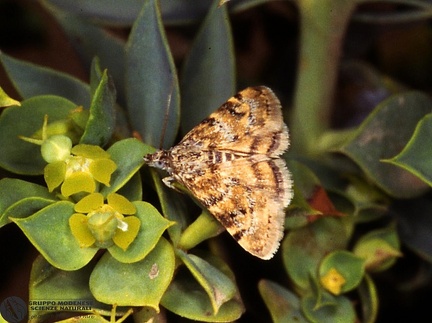 Aporodes florealis -- 

ordine: Lepidoptera

famiglia: Crambidae

nome scientifico: Aporodes florealis

data e località: Undetermined location, Sardinia, Italy

commento: 