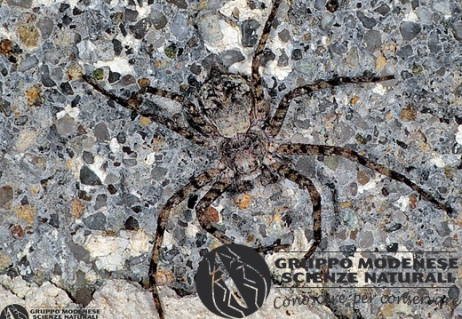 Philodromus margaritatus 