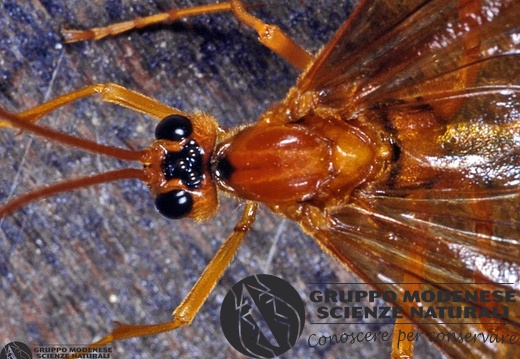 Ophion luteus 